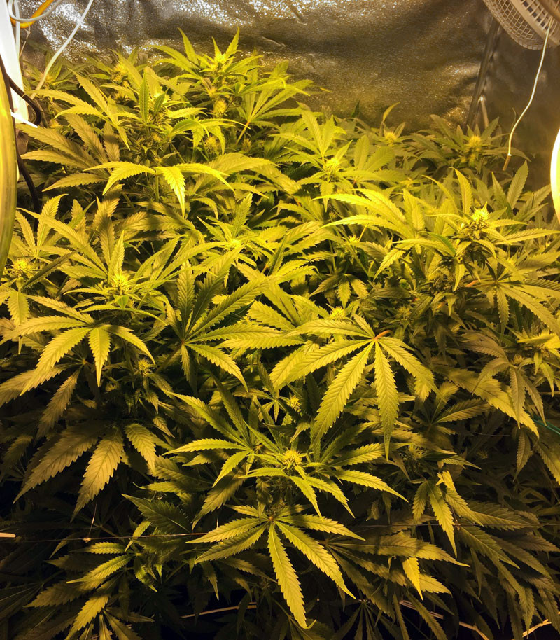 4 неделя цветения марихуаны LSD