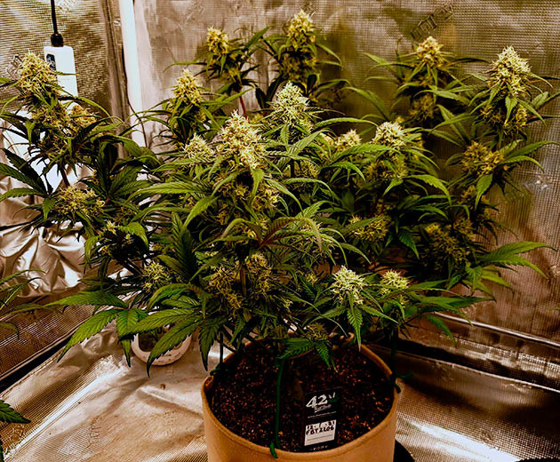 Цветение куста Gorilla Zkittlez Auto Куст Gorilla Zkittlez Auto на цветении