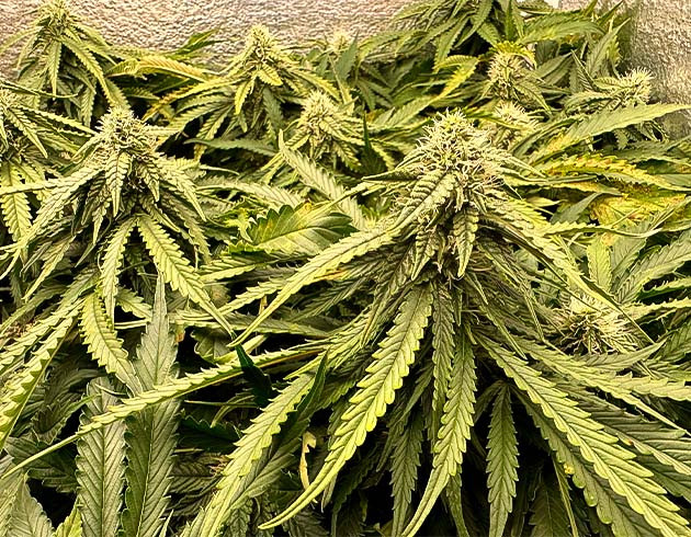 Увеличение соцветий марихуаны