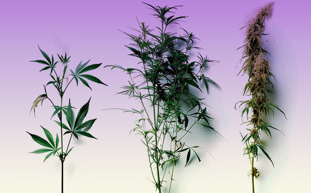 Разнообразие сортов на современном канна-рынке Селекционеры и их вклад в разнообразие сортов