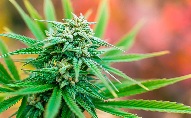 Зеленый окрас конопли Соцветие зеленого цвета