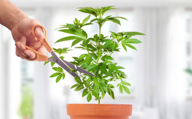 Обрезка во время вегетации Обрезка на вегетации