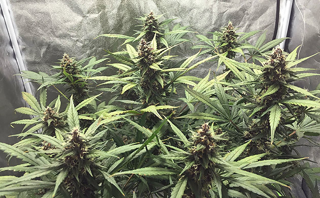 Конопля ростом 60 см