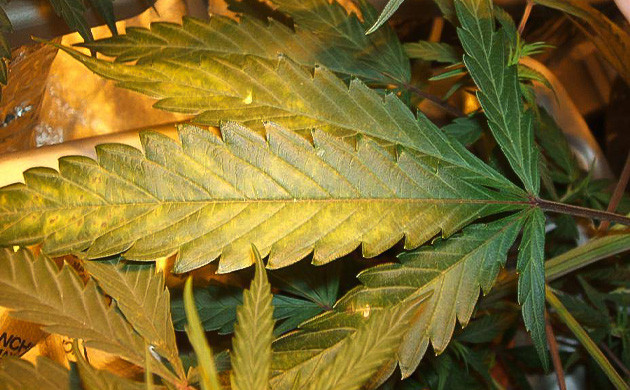 Признаки нехватки молибдена у конопли