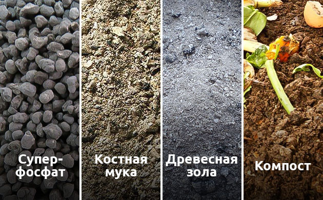 Удобрение конопли при дефиците фосфора