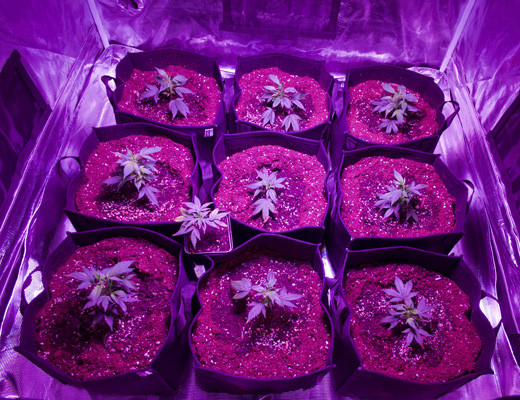 Начало стадии вегетации Ростки White Widow на 2 неделе выращивания