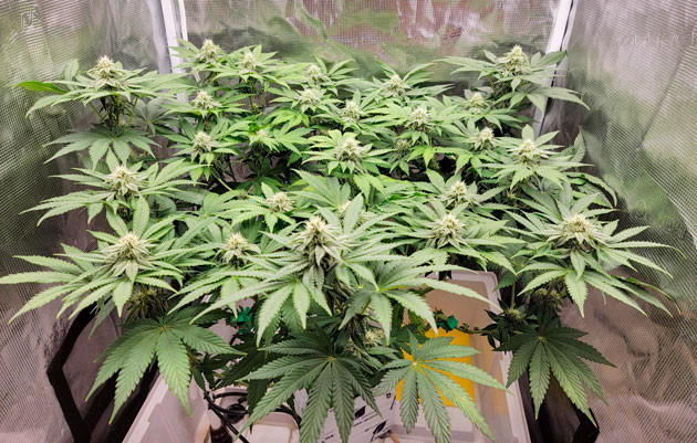 Замена раствора и дефолиация Куст Crescendo RBX1 на 11-12 неделе