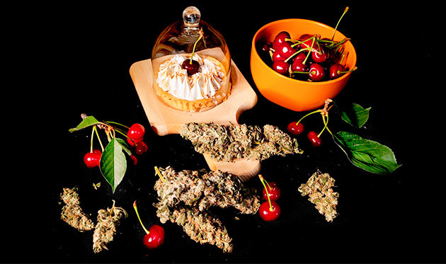 Сбор урожая Sweet Cherry Pie