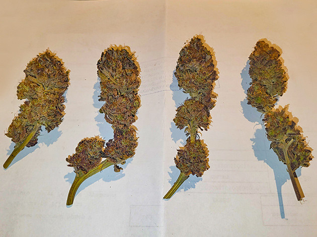 Сбор урожая и впечатления гровера Харвест