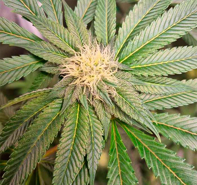 Куст Strawberry OG Cookies R1 от Ethos Genetics на 12 неделе