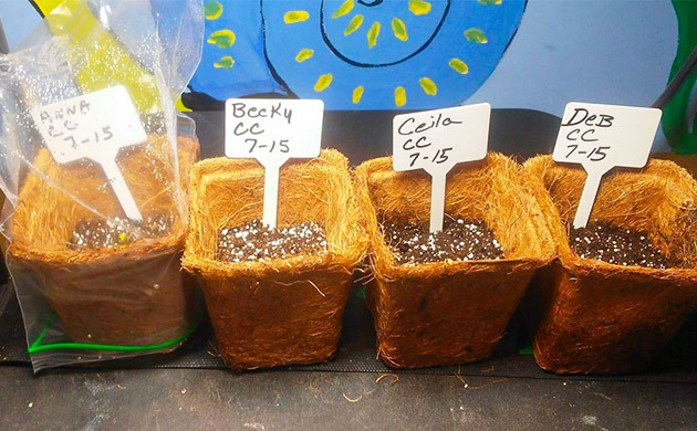 Первая неделя ростков после проращивания Появление росточков в кокосовых стаканчиках