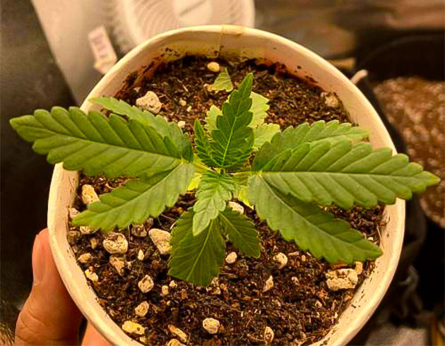 Каннабис ростом 6 см