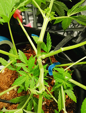 Удаление нижних листьев Растишка ростом 30 см