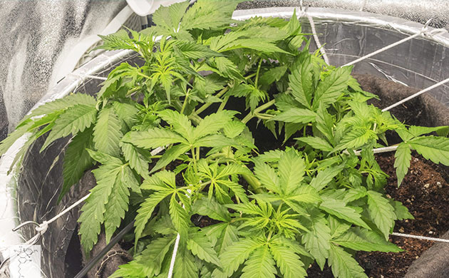 LST подгиб для куста Gorilla Cookies