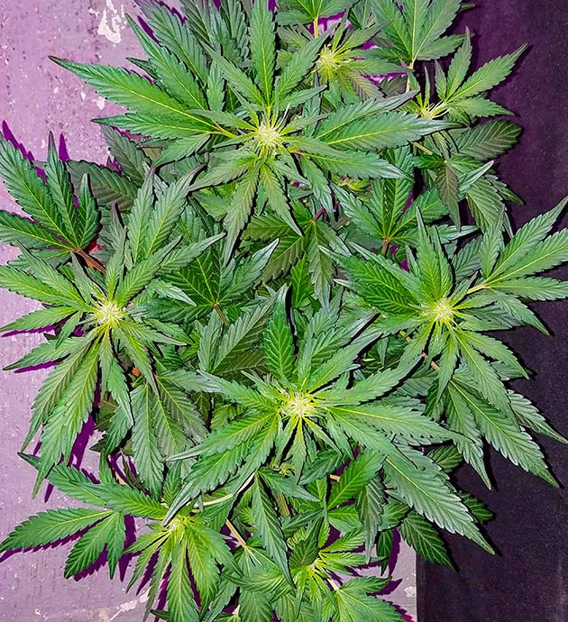 Старт цветения куста с топпингом Точки роста шишек на макушке