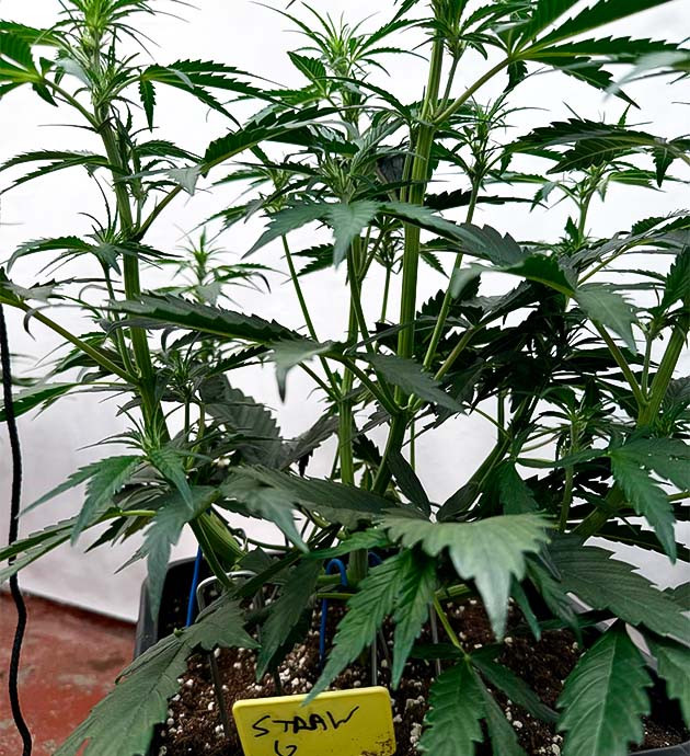 Куст Strawberry Gorilla Auto на 4 неделе