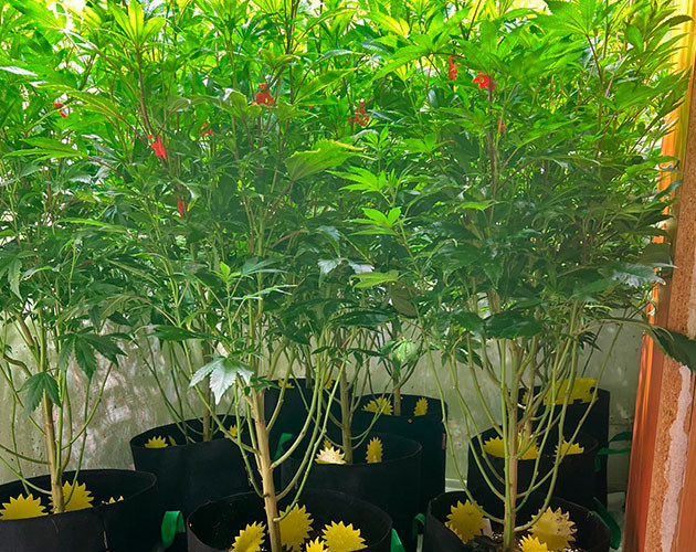 7 неделя выращивания конопли