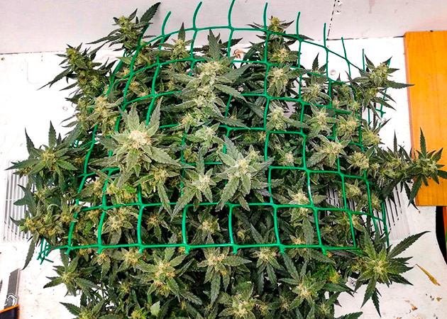 подготовка к харвесту Alpha 21