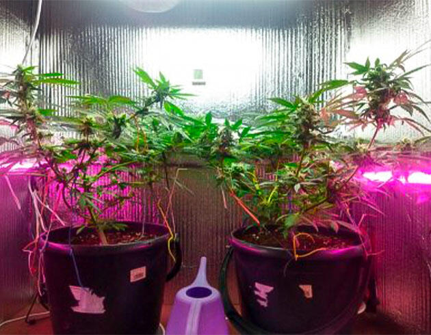 Установка ламп для цветения Кусты Auto Tutankhamon от Pyramid Seeds на 9 неделе