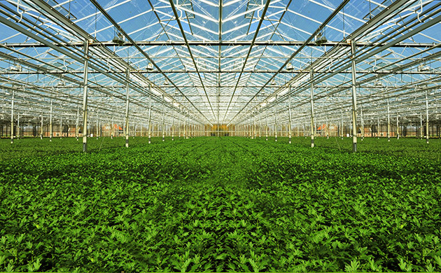 Применение техники SOG Выращивание большого количества кустов