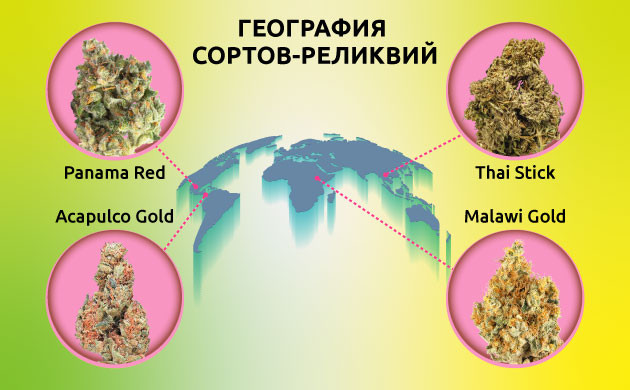 Хейрлум: сохранение генетики конопли