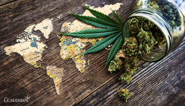 Легализация марихуаны в России и в мире