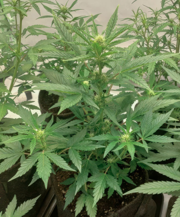 Конопля ростом 40 см