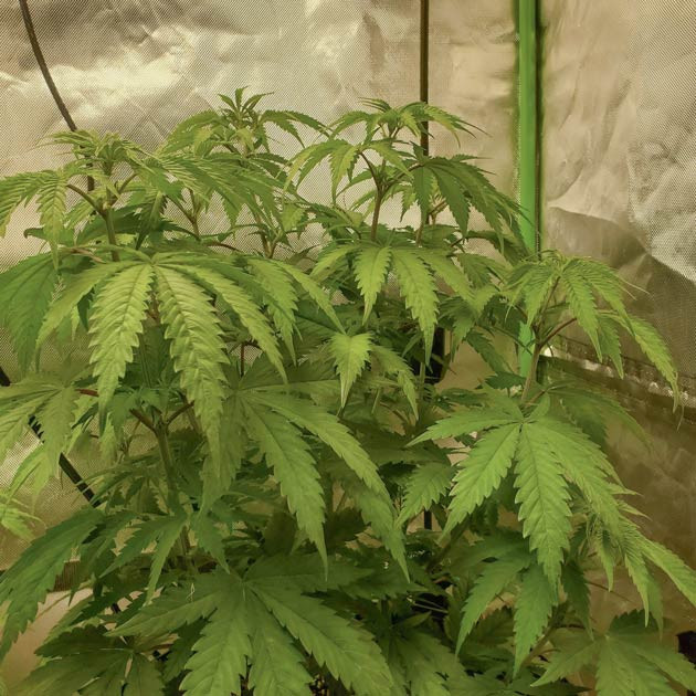 Тренировка растения Bruce Banner #3 Подготовка куста Bruce Banner #3 к цветению