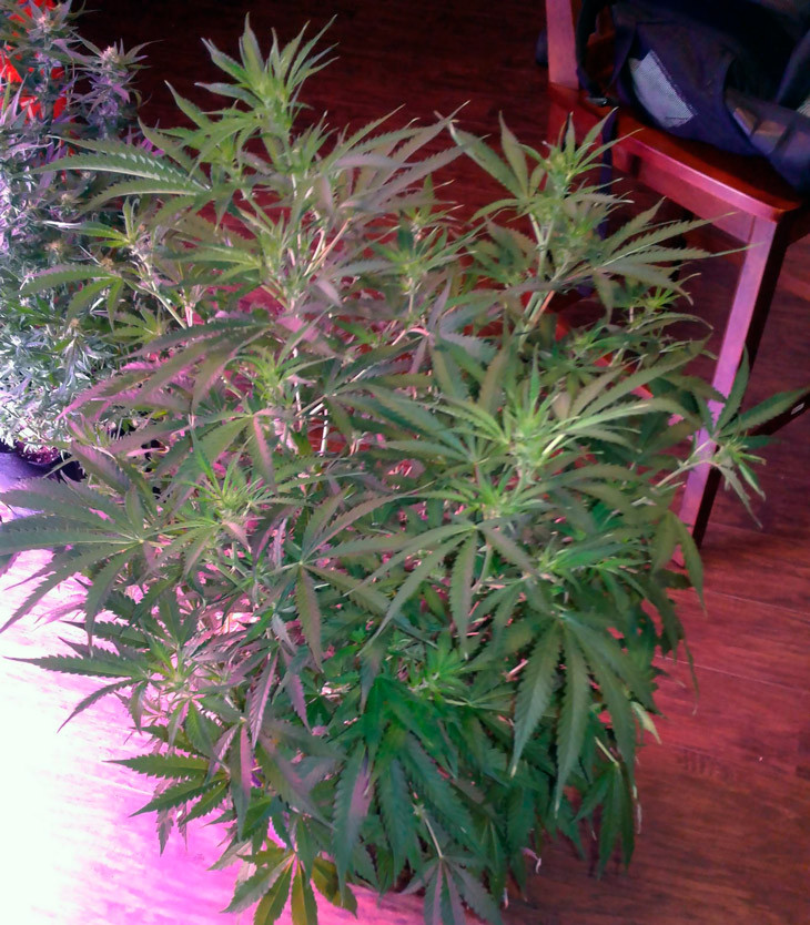 Цветение марихуаны Scout Cookies auto