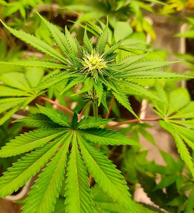 Кусты Blueberry Hill на стадии цветения