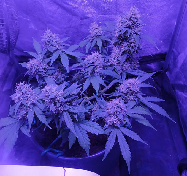 Обрезка листьев конопли