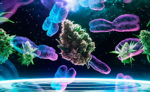 Что такое полиплоидия? Триплоиды: эволюция растений