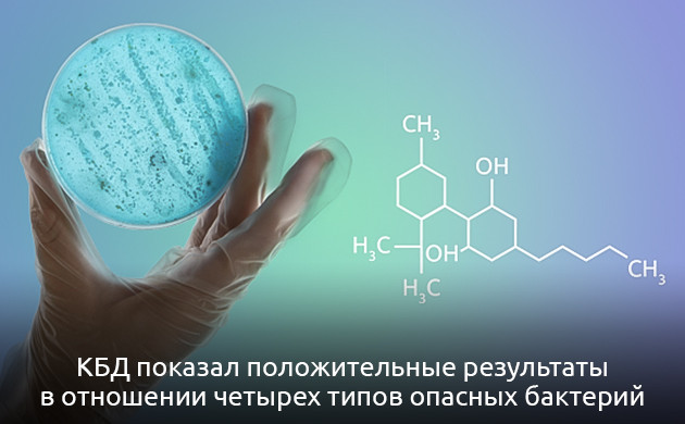 КБД в борьбе с устойчивыми бактериями Эффективность КБД против грамположительных бактерий