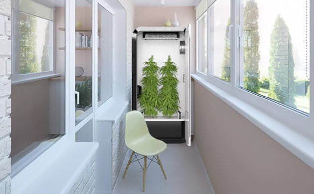 Конопля на балконе