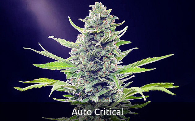 Auto Critical