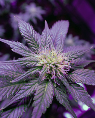 Рост шишек на 6 неделе выращивания Формирование соцветий White Widow