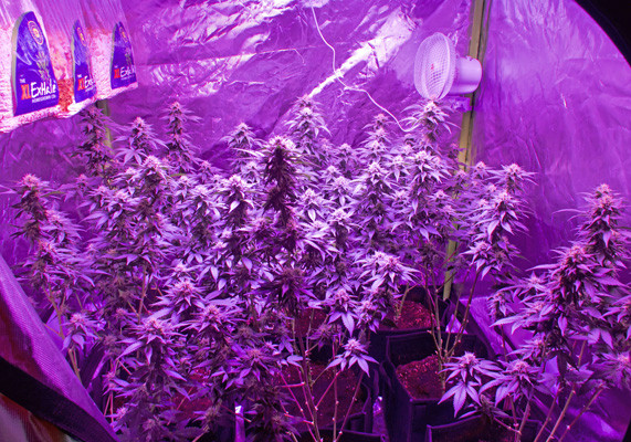 White Widow на стадии цветения 9 неделя цветения White Widow