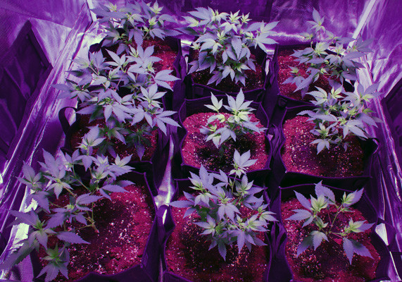 Набор зеленой массы на 2 неделе выращивания White Widow на стадии вегетации