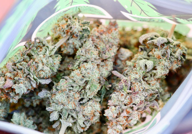 Сбор урожая и впечатления гровера Харвест