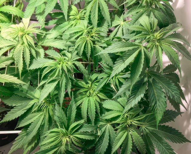 Кусты Mimosa Shot от Herbies Seeds ростом 59 см