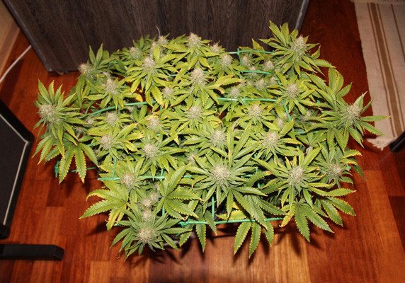 Цветение Jack Herer Созревание Jack Herer