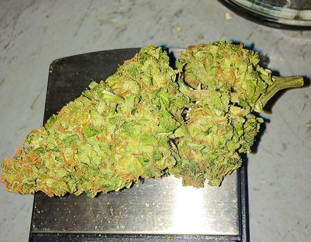 Сухая шишка конопли