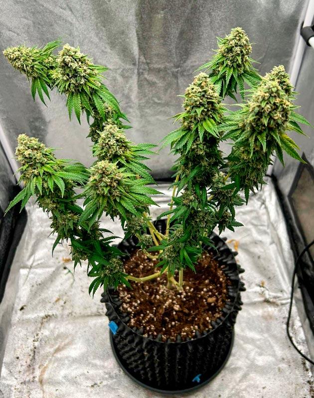 Завершение цикла выращивания каннабиса Зрелый куст каннабиса с ароматом лимона и сосны