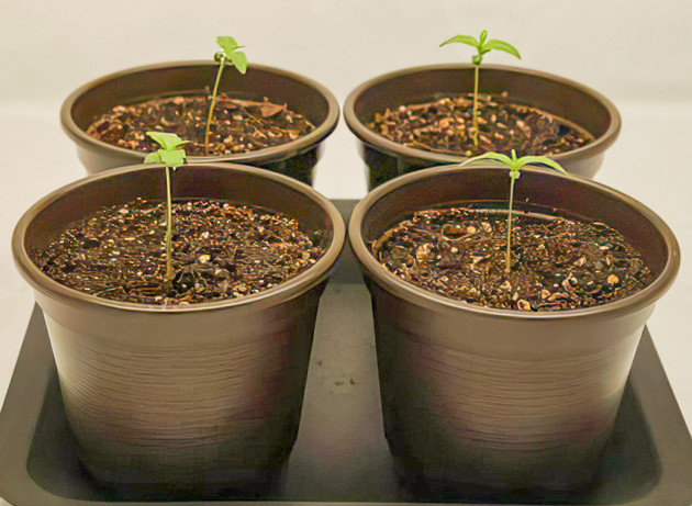 Ростки Apollo F1 Auto от Royal Queen Seeds на 2 неделе