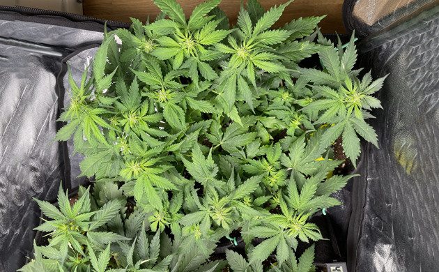 Формирование соцветий