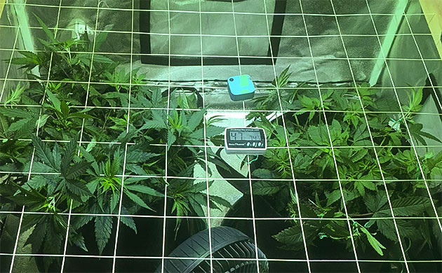 Восстановление и рост Sapphire OG Sapphire OG: восстановление после тренировок