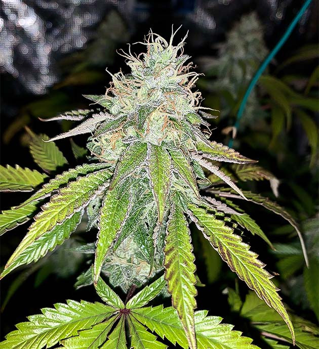 Промывка водой из обратного осмоса Подготовка к харвесту Notorious THC