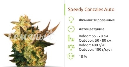 Speedy Gonzales Auto fem от Kannabia Seed Company