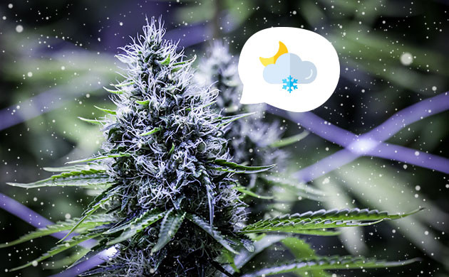 Сигнал об окончании жизненного цикла Наступление холодов в жизни каннабиса