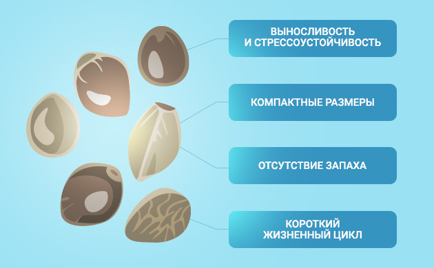 Характеристика сорта для выращивания на подоконнике